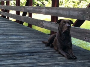 gage on bridge