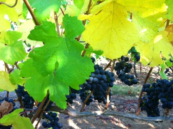 Bergstrom Grapes