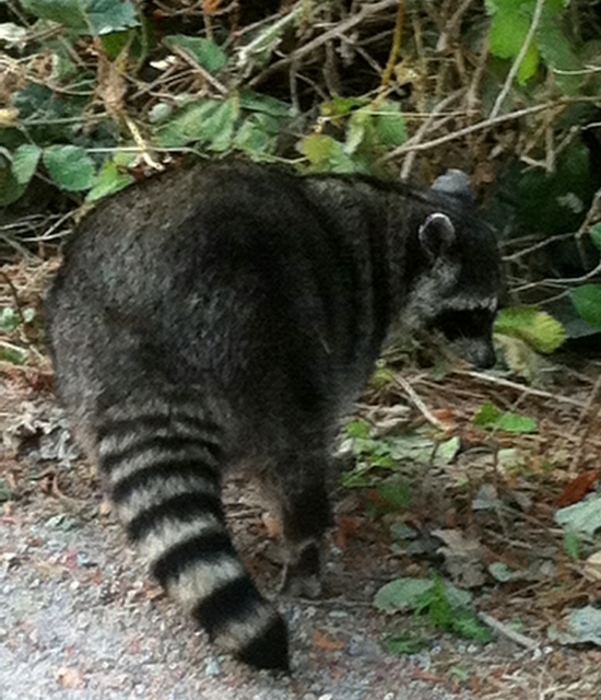 stanley park racoon