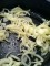 sauteed onion